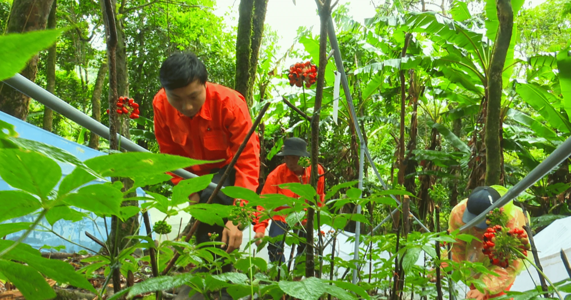 Tăng Cường Miễn Dịch
