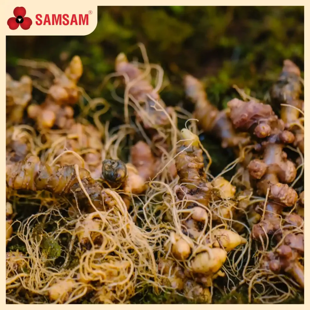 Củ Sâm Ngọc Linh Tươi Tự Nhiên