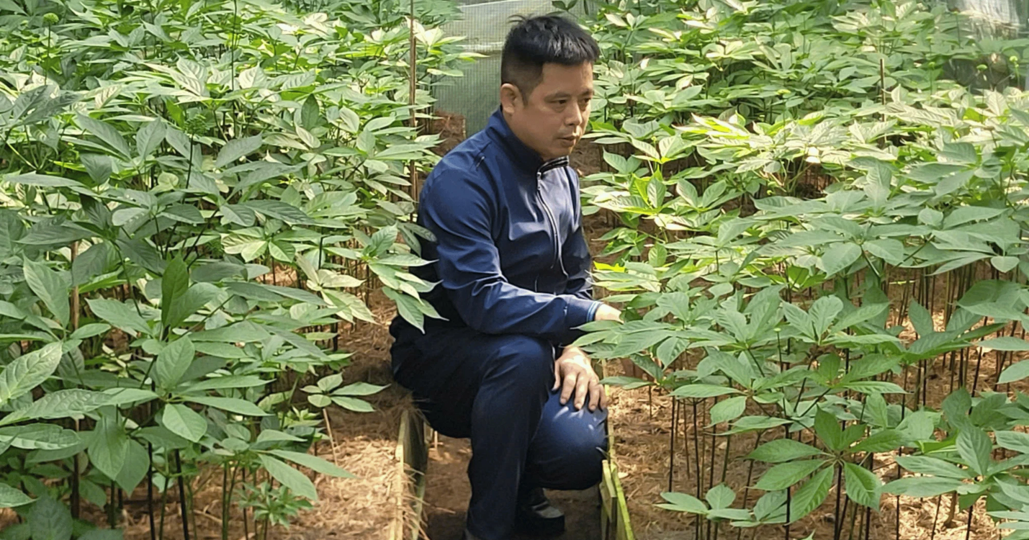 Cao Nhung Hươu Sâm Ngọc Linh